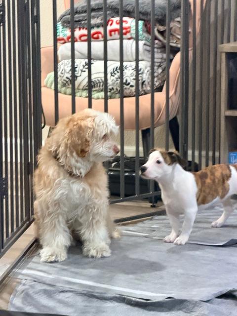 Lady, an adopted Cockapoo in clayton , CA image 3/6
