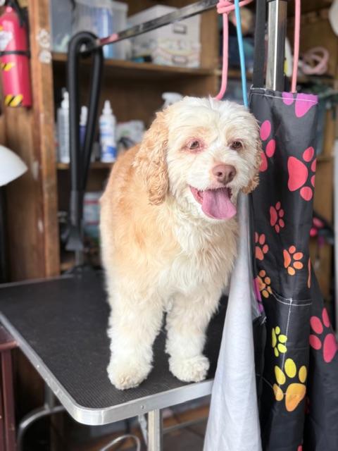 Lady, an adopted Cockapoo in clayton , CA image 1/6