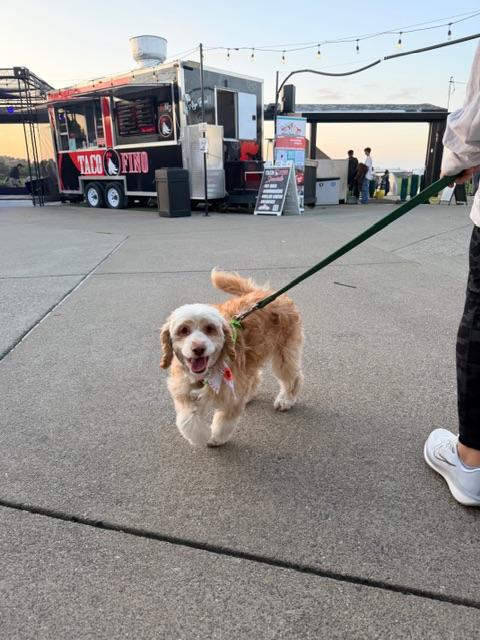 Lady, an adopted Cockapoo in clayton , CA image 6/6