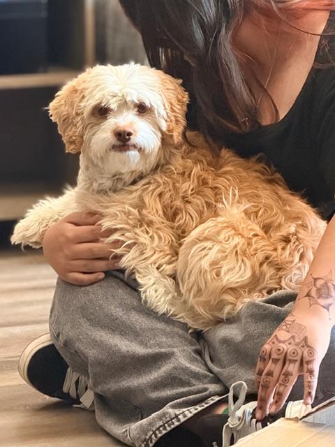 Lady, an adopted Cockapoo in clayton , CA image 5/6