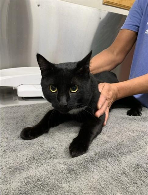 MISTER, Adoptable, Adult Male Domestic Short Hair.