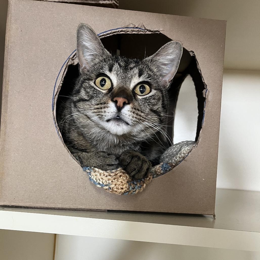 Enlarge Moe, a Adoptable Domestic Short Hair in Idaho Falls, ID image 1/2