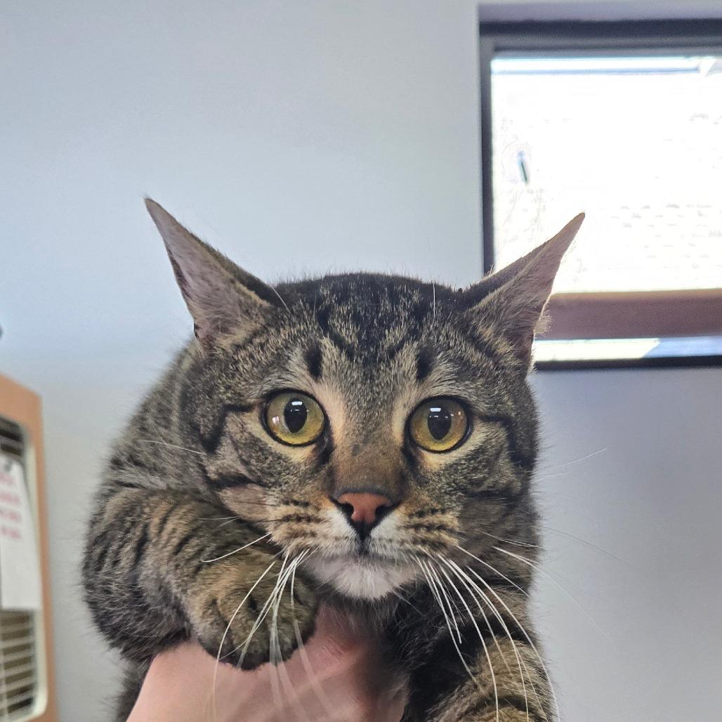 Enlarge Moe, a Adoptable Domestic Short Hair in Idaho Falls, ID image 2/2