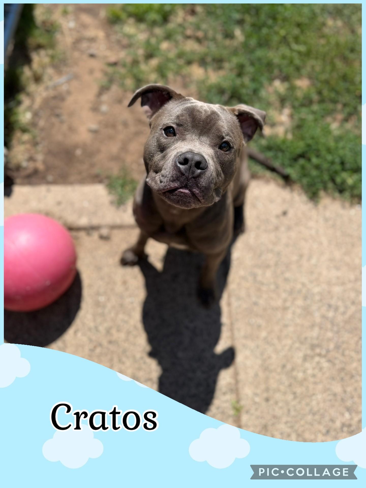 Enlarge Cratos, an adopted American Staffordshire Terrier in West Haven, CT image 1/1