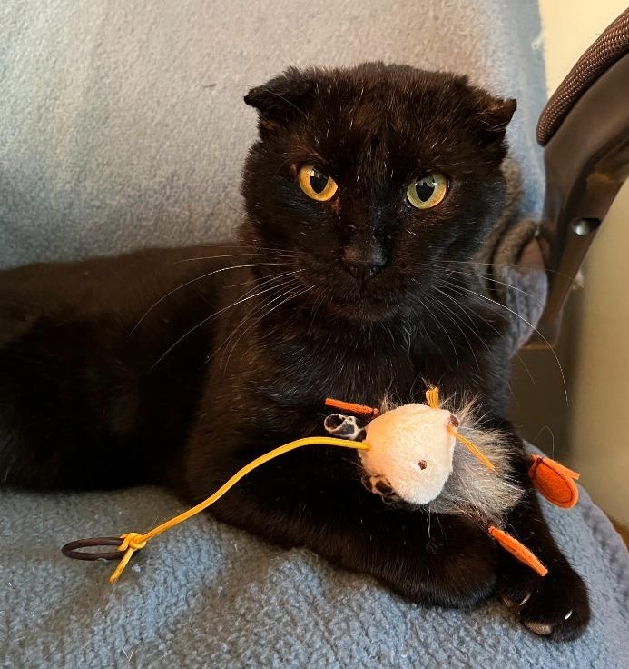 Bucky, Adoptable, Adult Male Domestic Short Hair.