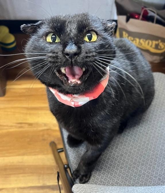 Enlarge Bucky, a Adoptable mixed breed in Tulsa, OK image 1/6