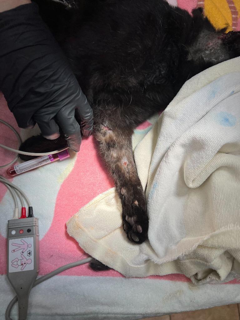 Bucky, Adoptable, Adult Male Domestic Short Hair.