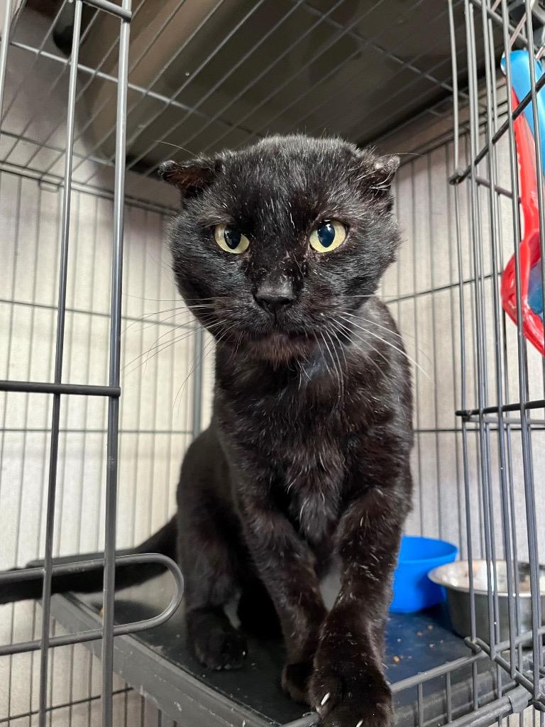 Bucky, Adoptable, Adult Male Domestic Short Hair.