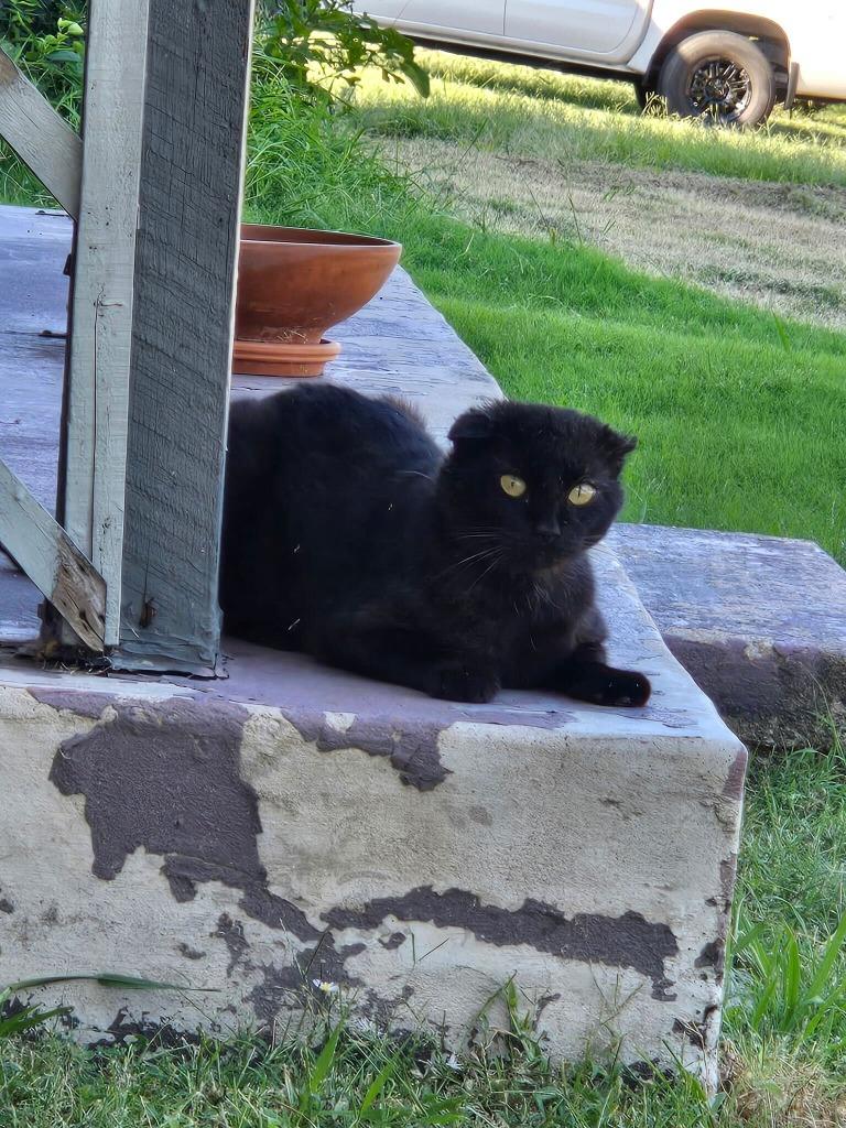 Enlarge Bucky, a Adoptable mixed breed in Tulsa, OK image 2/6