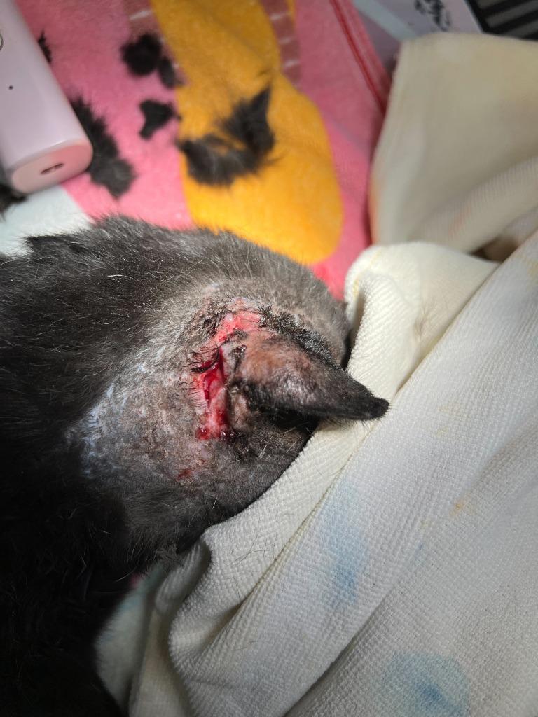 Enlarge Bucky, a Adoptable mixed breed in Tulsa, OK image 2/6