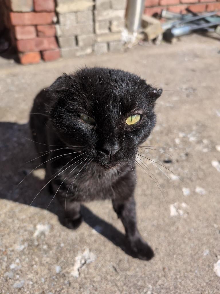 Enlarge Bucky, a Adoptable mixed breed in Tulsa, OK image 3/6