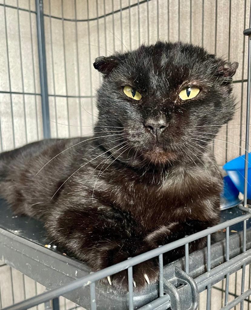 Enlarge Bucky, a Adoptable mixed breed in Tulsa, OK image 3/6