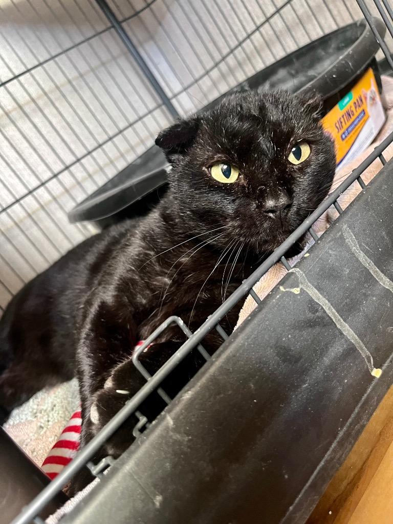 Enlarge Bucky, a Adoptable mixed breed in Tulsa, OK image 5/6