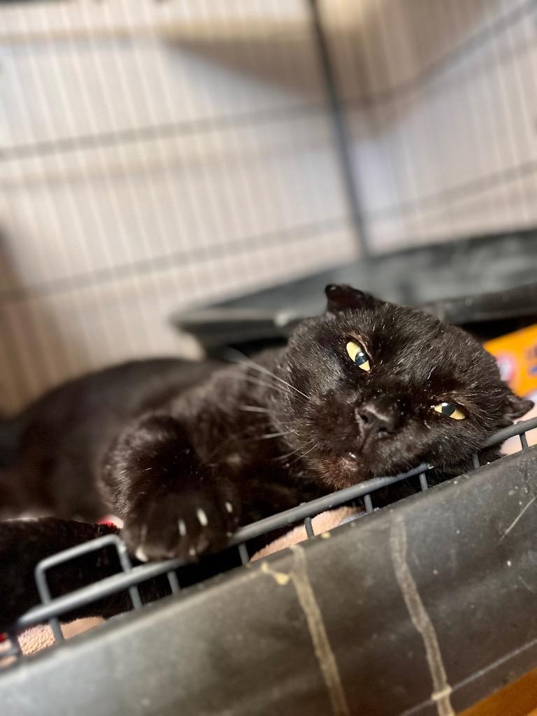 Enlarge Bucky, a Adoptable mixed breed in Tulsa, OK image 3/6