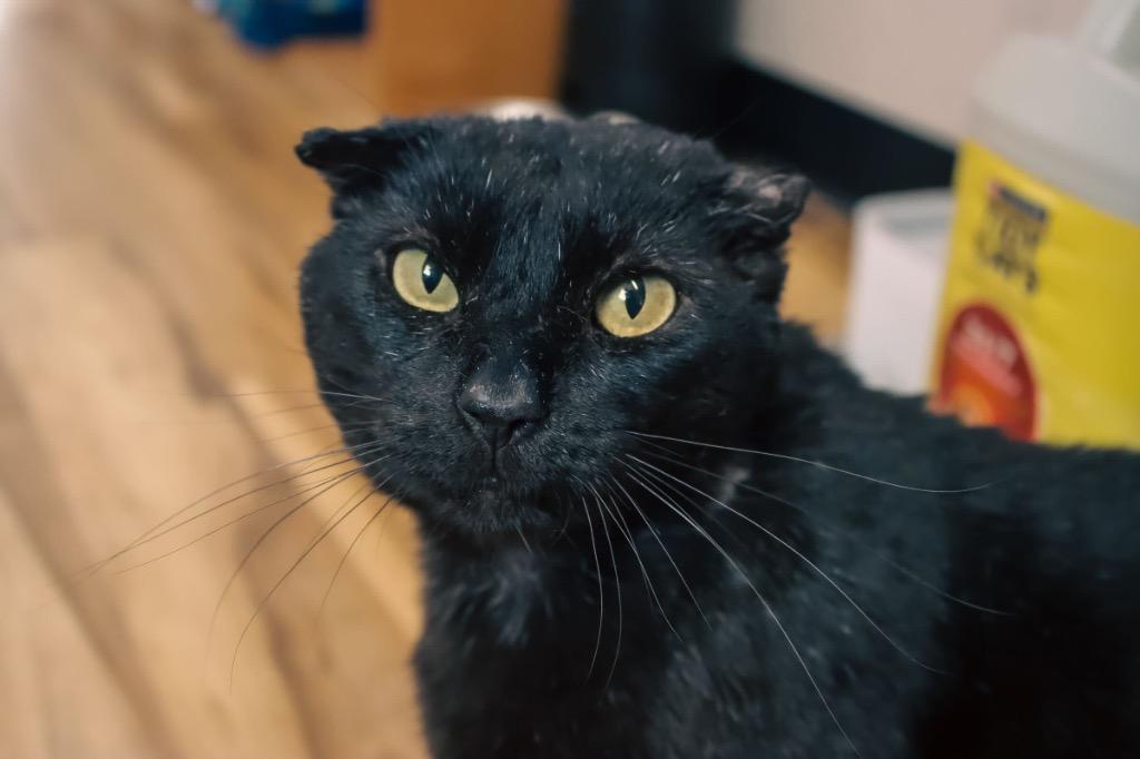 Enlarge Bucky, a Adoptable mixed breed in Tulsa, OK image 4/6