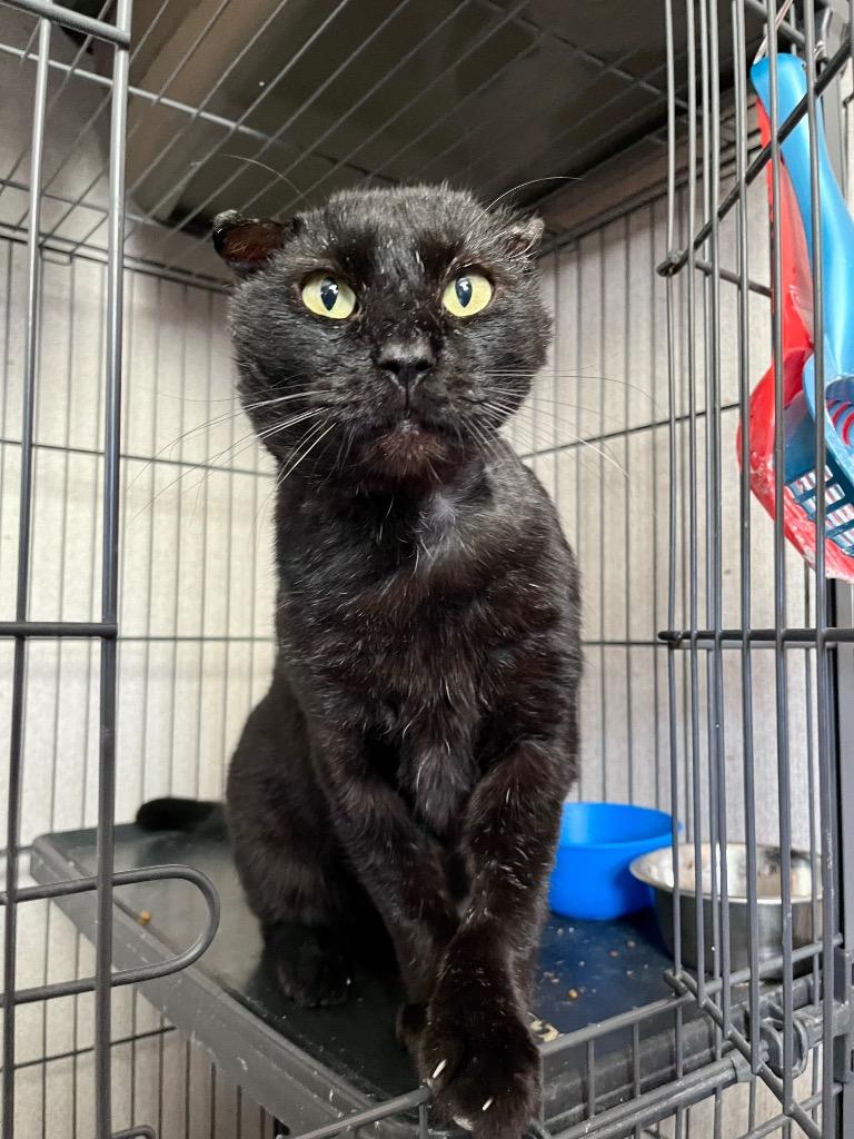 Enlarge Bucky, a Adoptable mixed breed in Tulsa, OK image 5/6