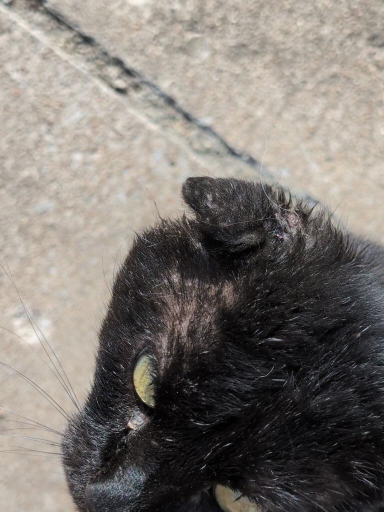 Enlarge Bucky, a Adoptable mixed breed in Tulsa, OK image 4/6