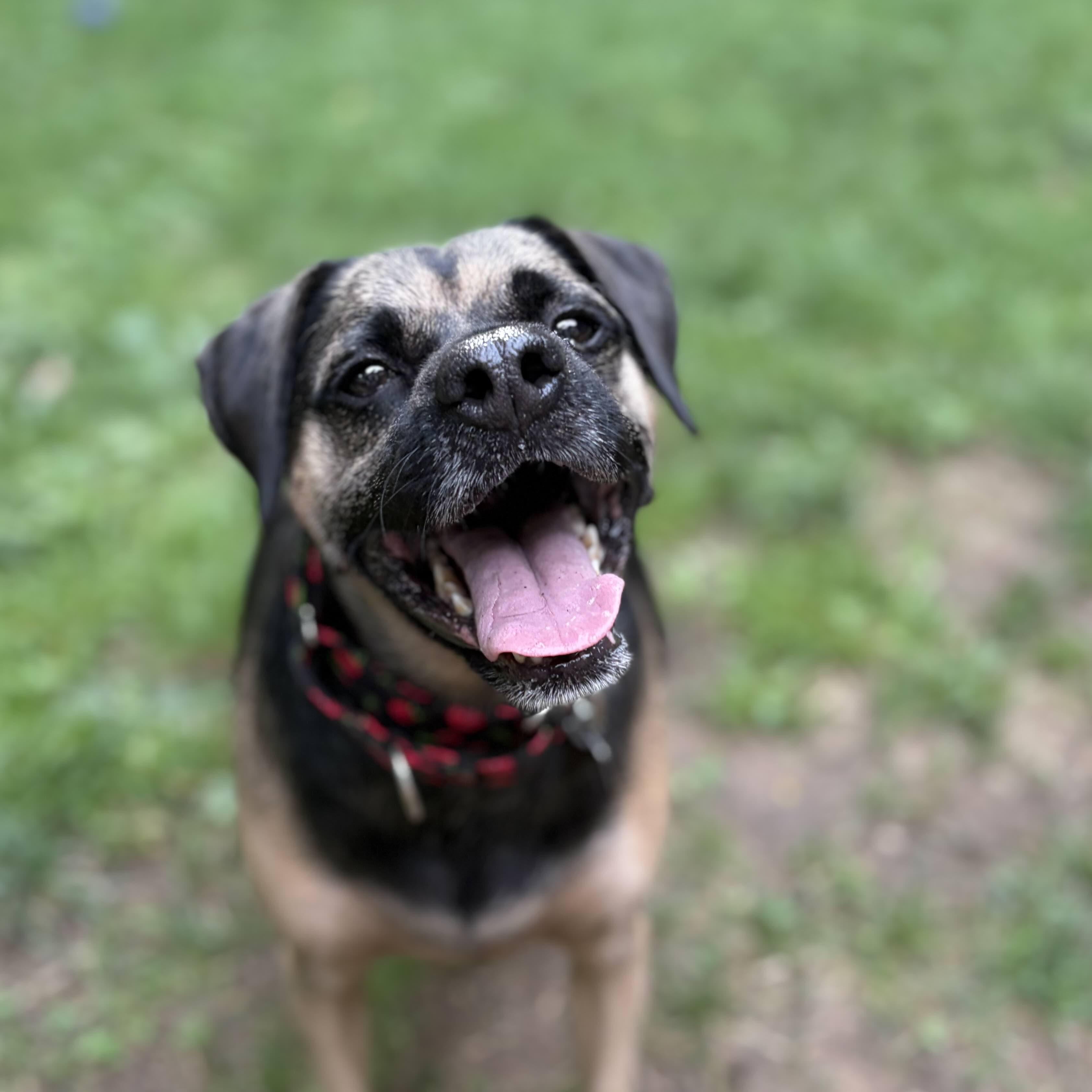 Johnny Rose, a ADOPTABLE mixed breed in Rensselaer, NY image 4/6