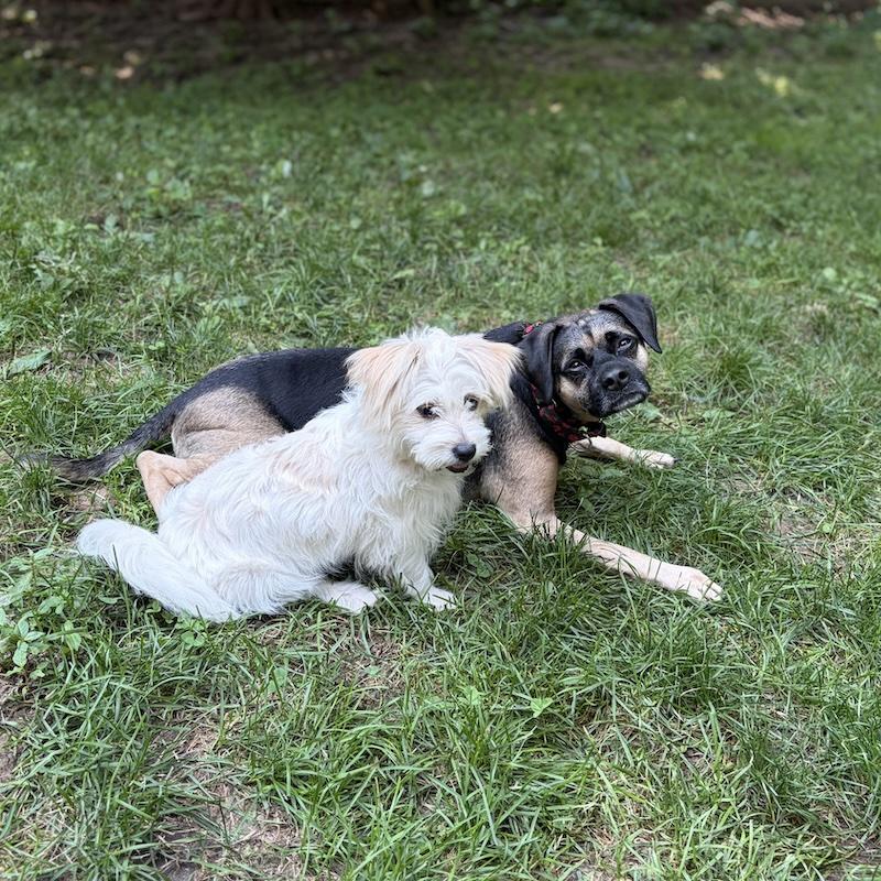 Johnny Rose, a ADOPTABLE mixed breed in Rensselaer, NY image 6/6