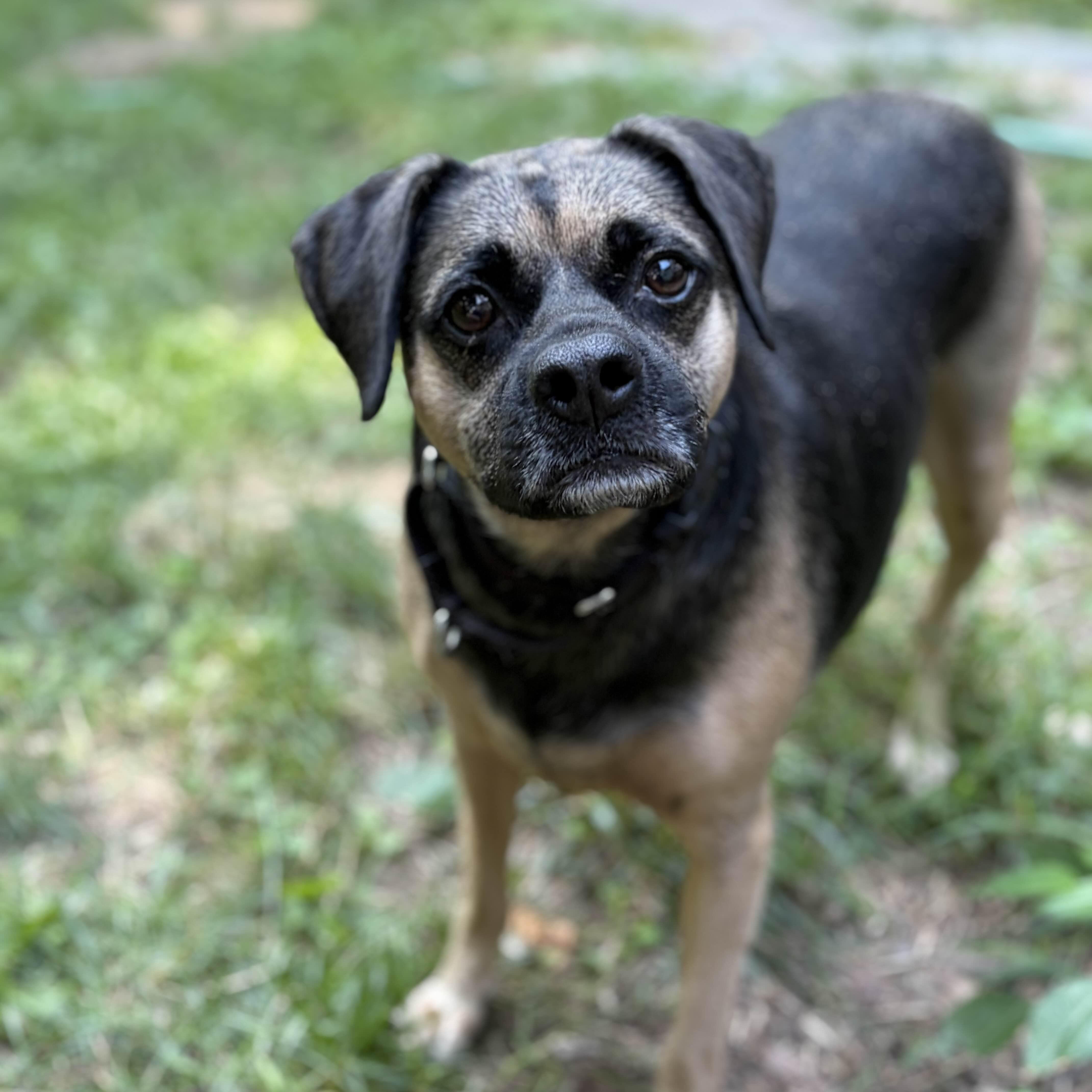 Johnny Rose, ADOPTABLE, Adult Male Puggle & Beagle.