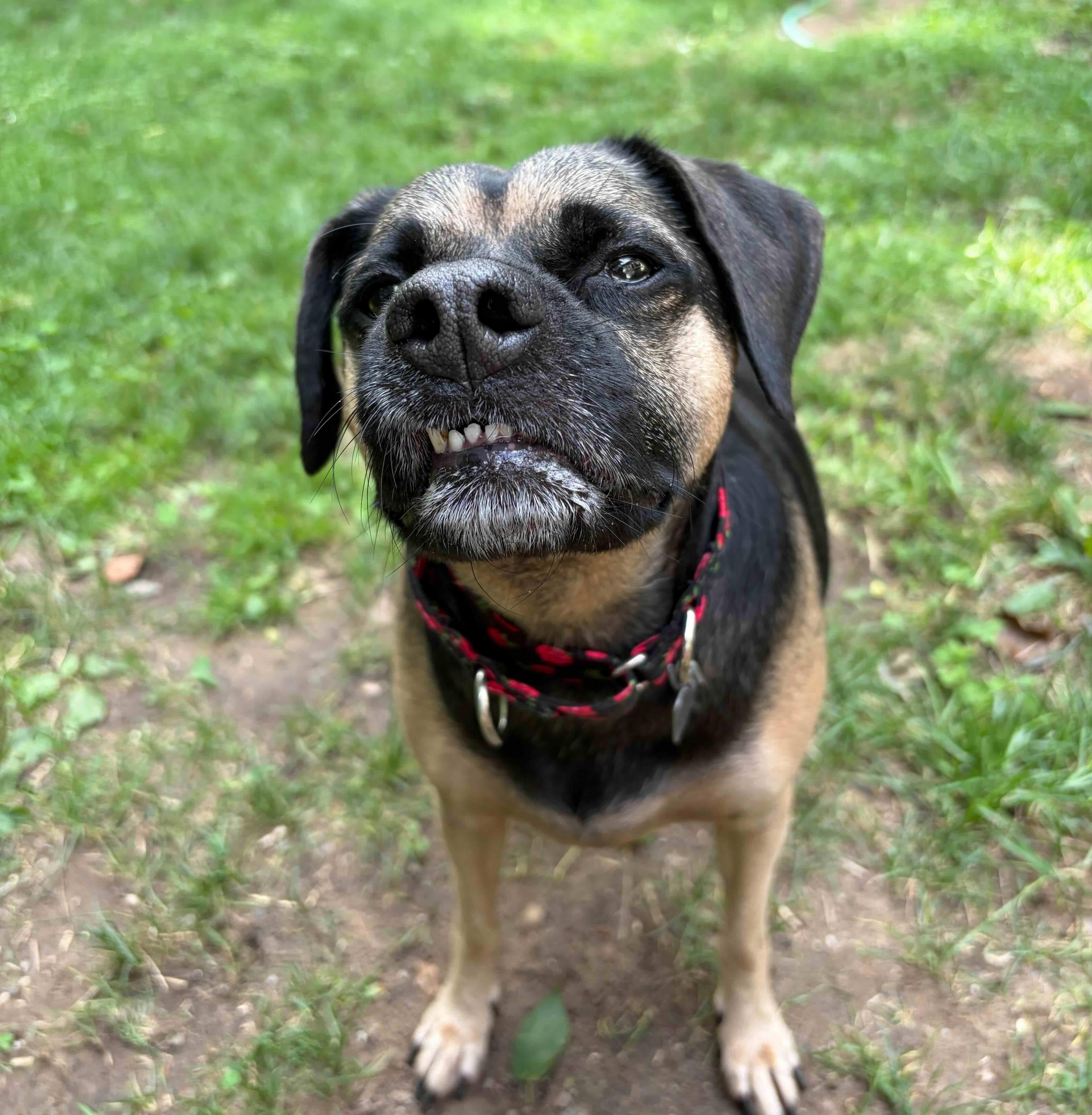 Johnny Rose, a ADOPTABLE mixed breed in Rensselaer, NY image 3/6