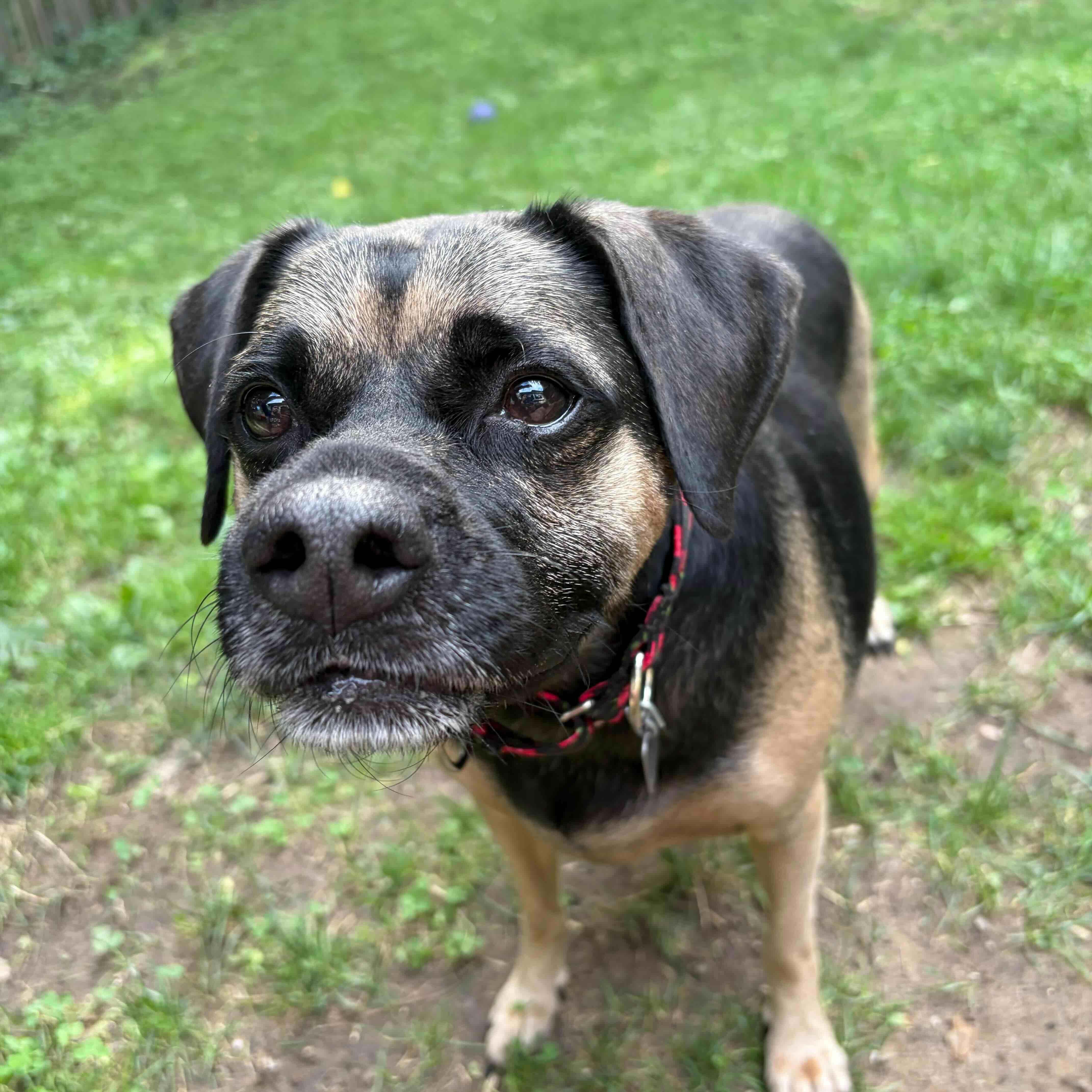 Johnny Rose, a ADOPTABLE mixed breed in Rensselaer, NY image 2/6