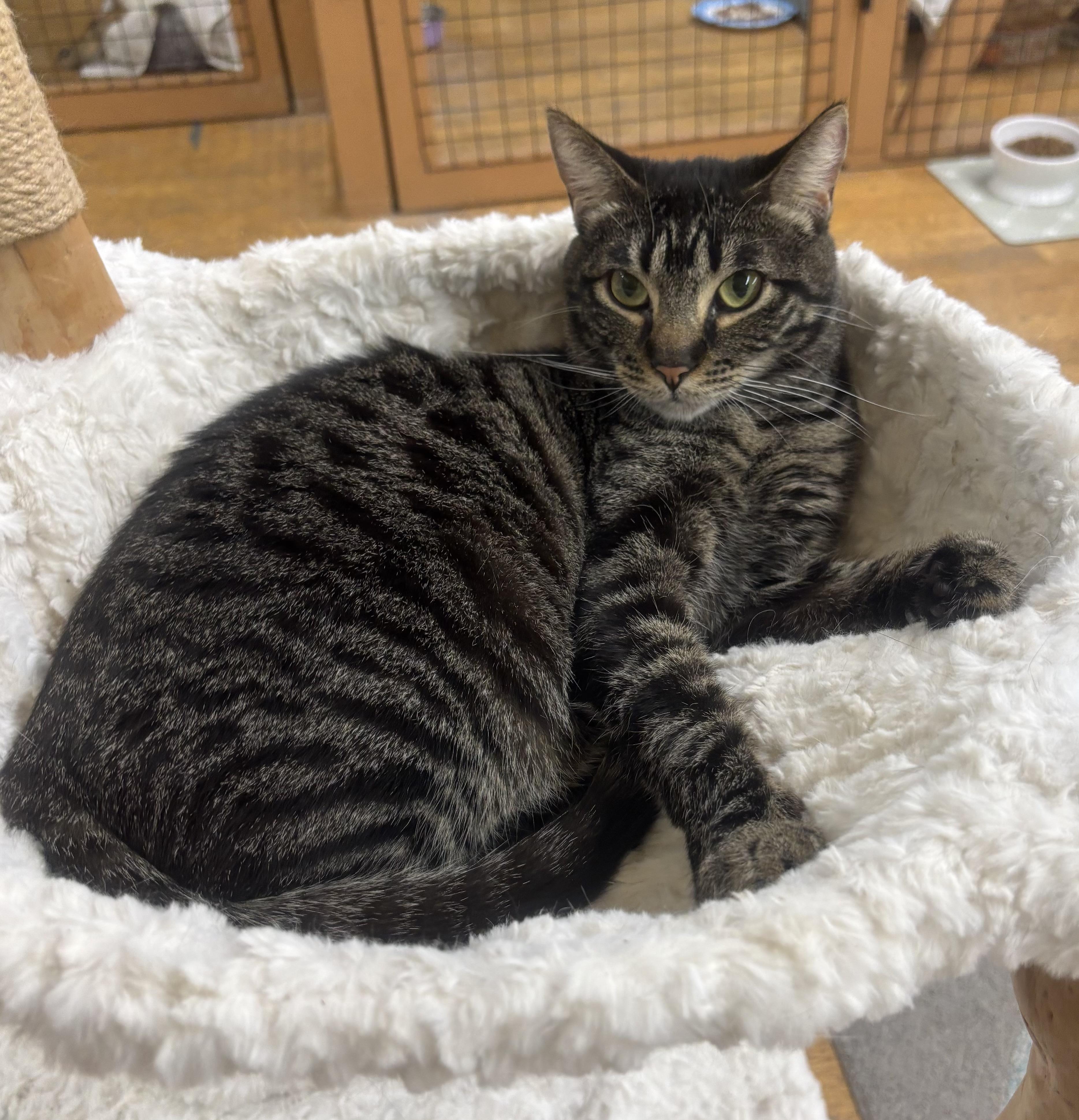 Enlarge Jules, a Adoptable Domestic Short Hair in Whittier, CA image 4/6