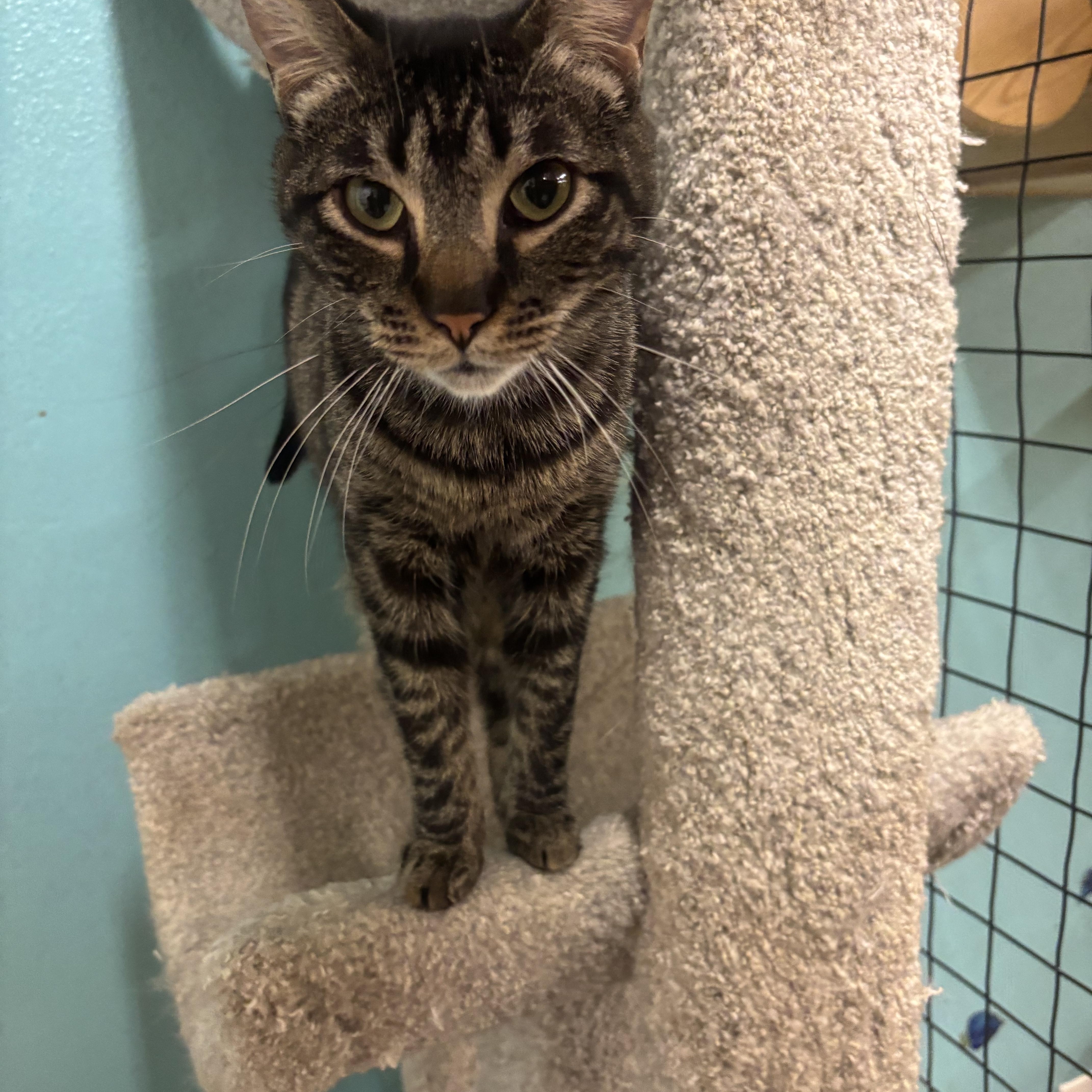 Jules, Adoptable, Young Female Domestic Short Hair.