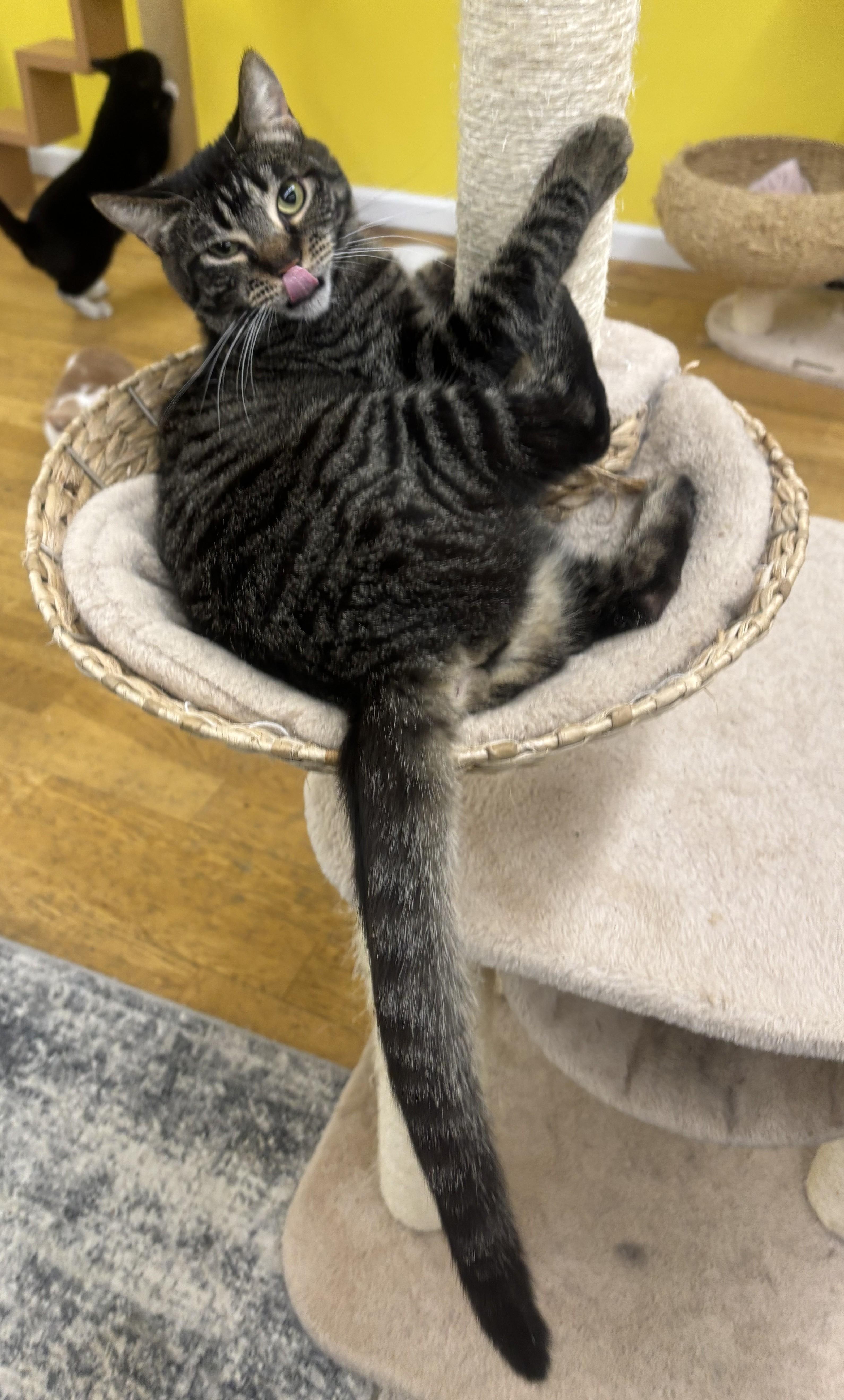 Enlarge Jules, a Adoptable Domestic Short Hair in Whittier, CA image 5/6