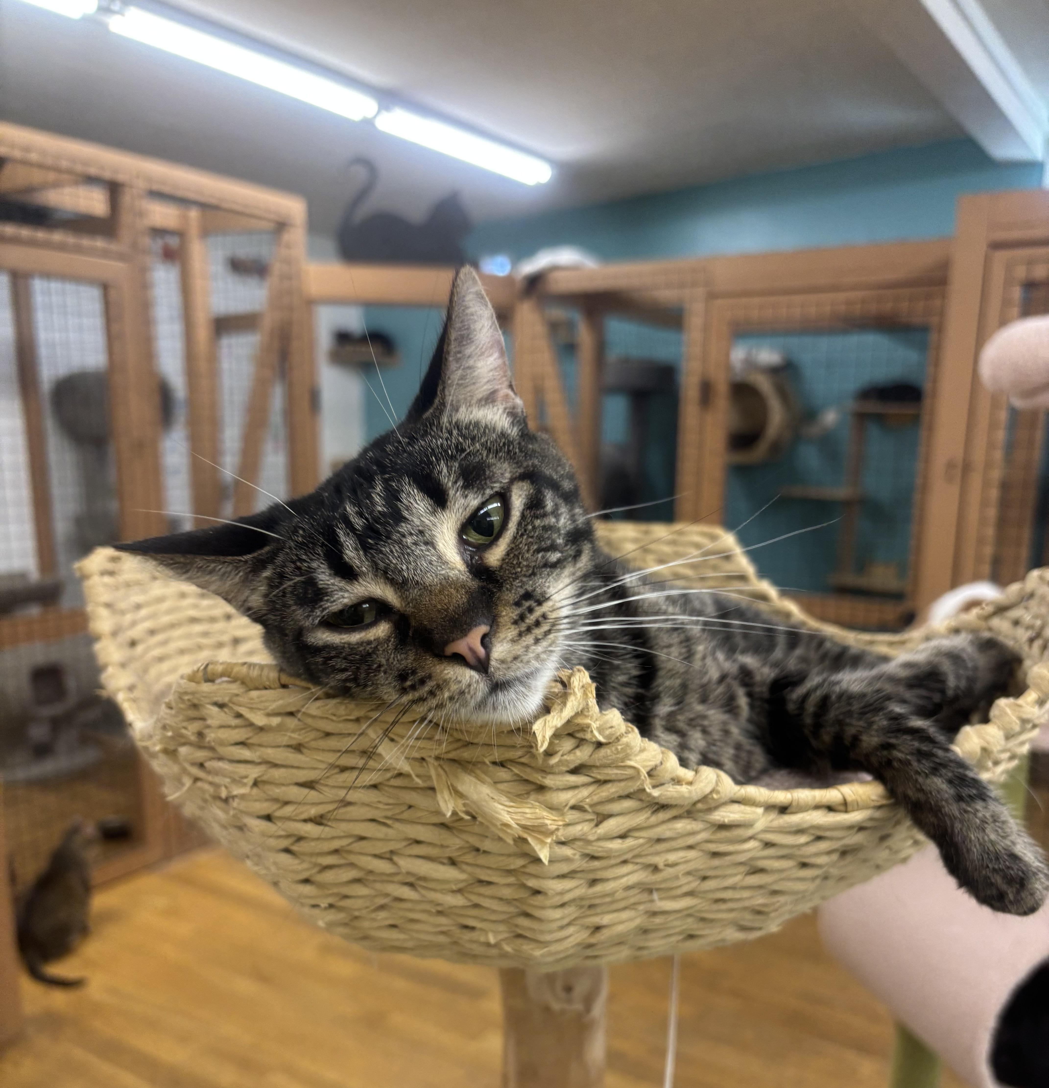 Enlarge Jules, a Adoptable Domestic Short Hair in Whittier, CA image 6/6