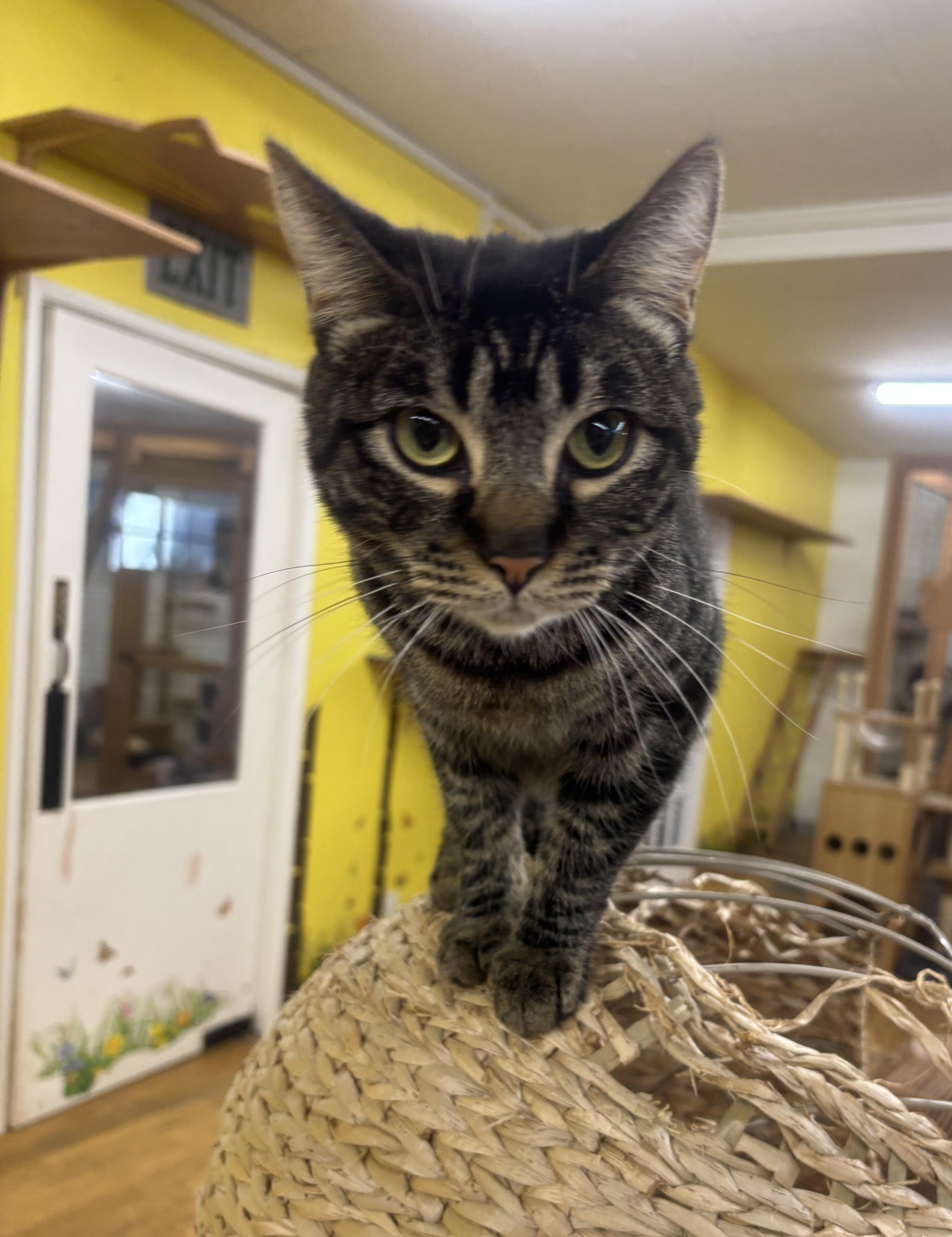 Enlarge Jules, a Adoptable Domestic Short Hair in Whittier, CA image 3/6