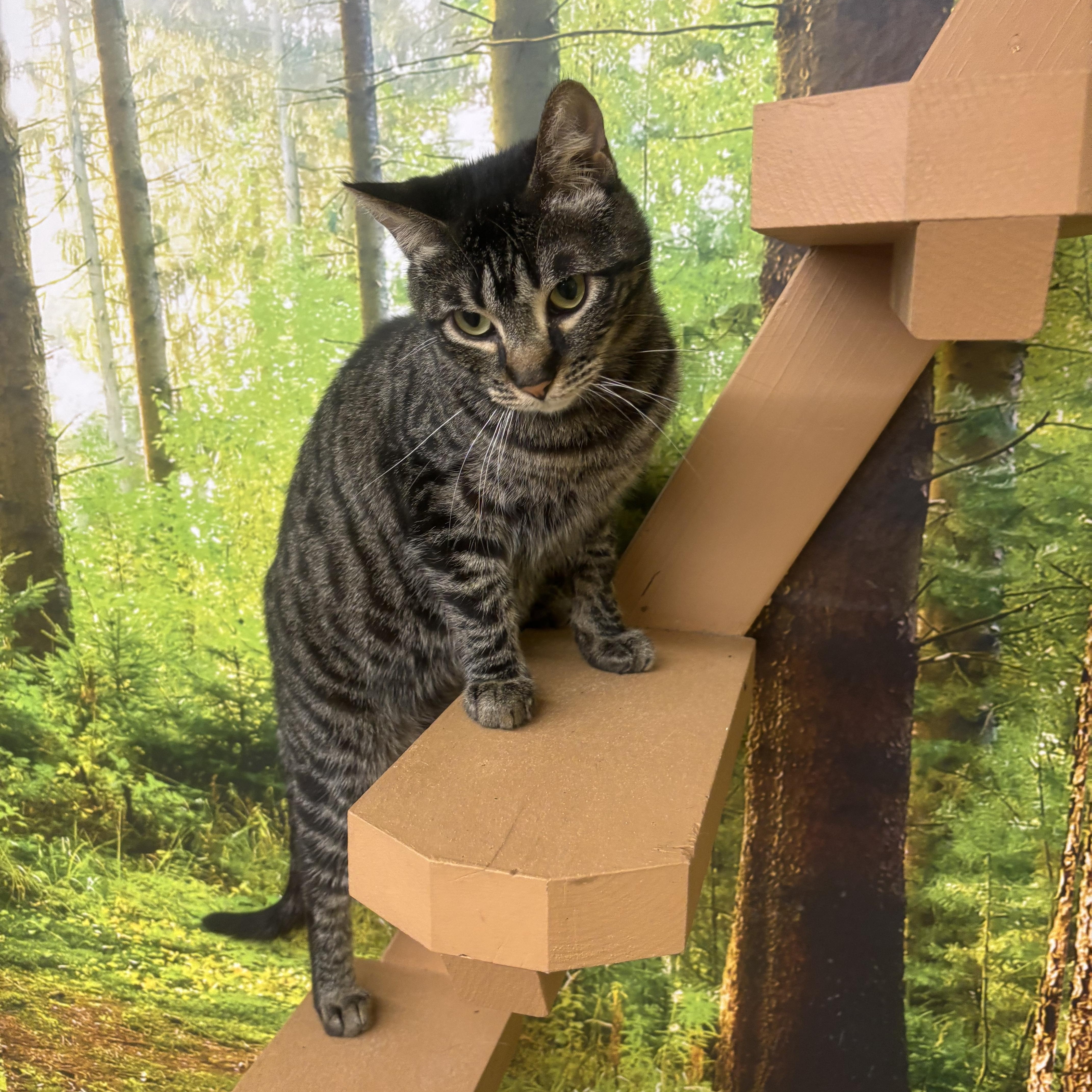 Enlarge Jules, a Adoptable Domestic Short Hair in Whittier, CA image 2/6