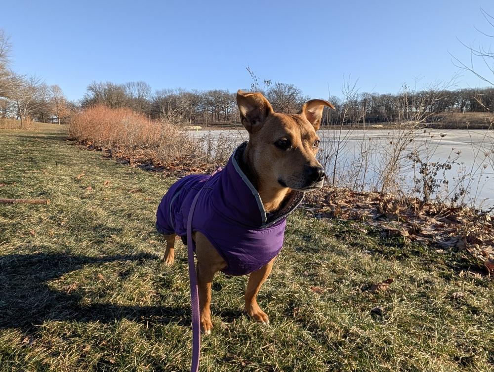Penny, Adoptable, Adult Female Terrier.