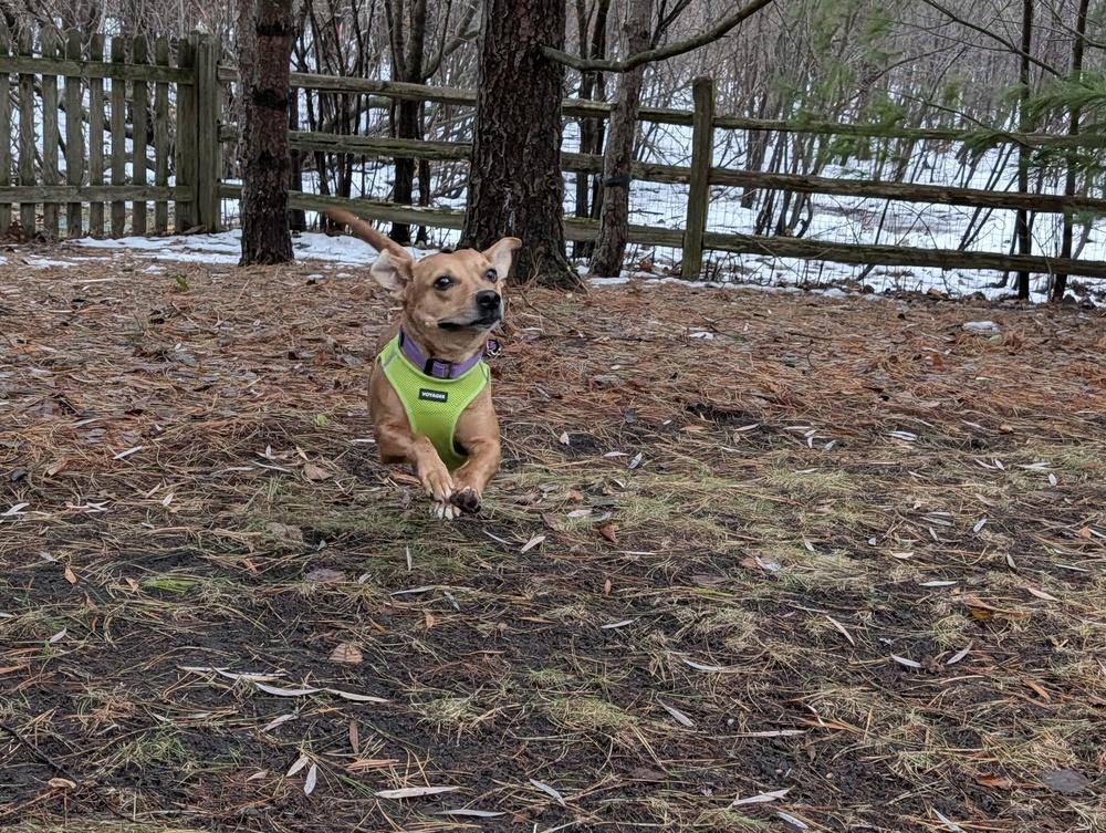 Enlarge Penny, a Adoptable mixed breed in Mundelein, IL image 2/6