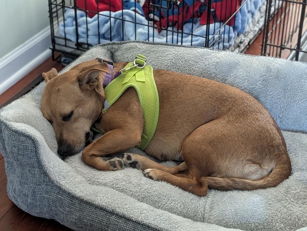 Enlarge Penny, a Adoptable mixed breed in Mundelein, IL image 3/6