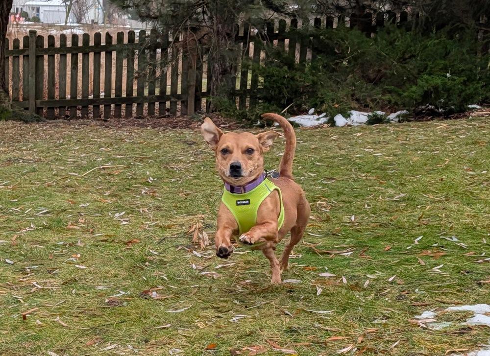Enlarge Penny, a Adoptable mixed breed in Mundelein, IL image 4/6