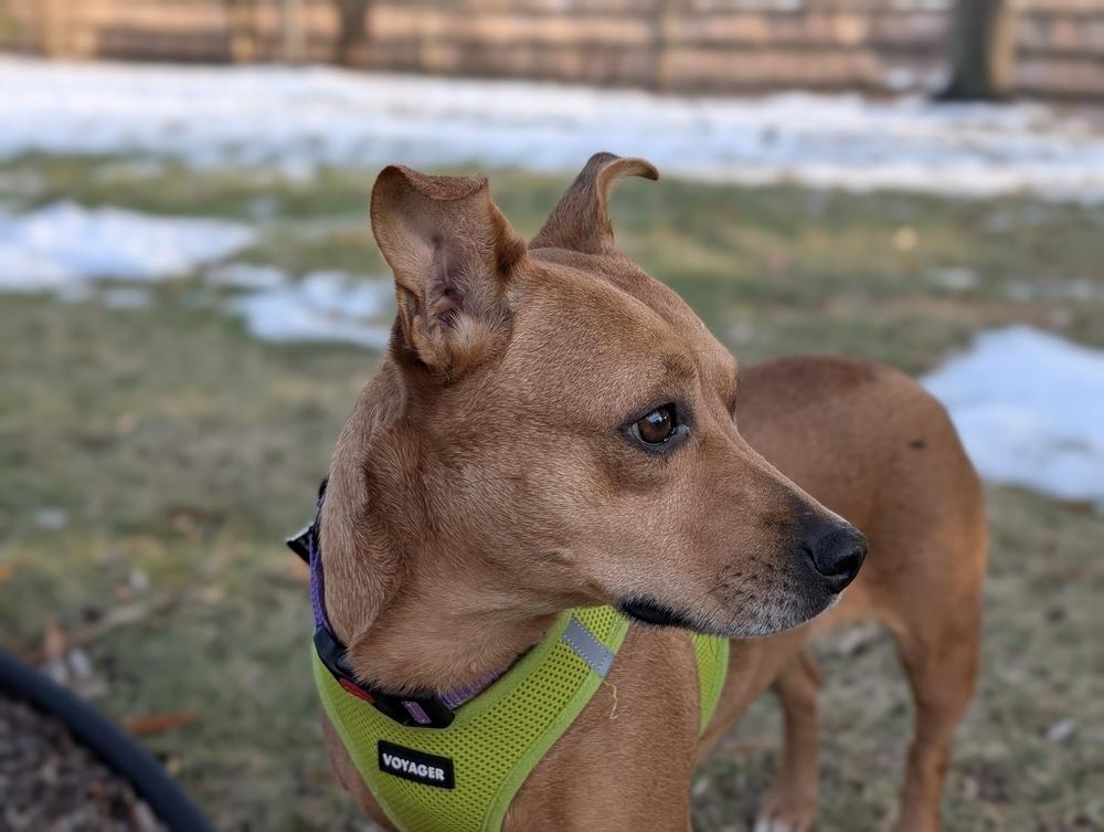 Enlarge Penny, a Adoptable mixed breed in Mundelein, IL image 5/6