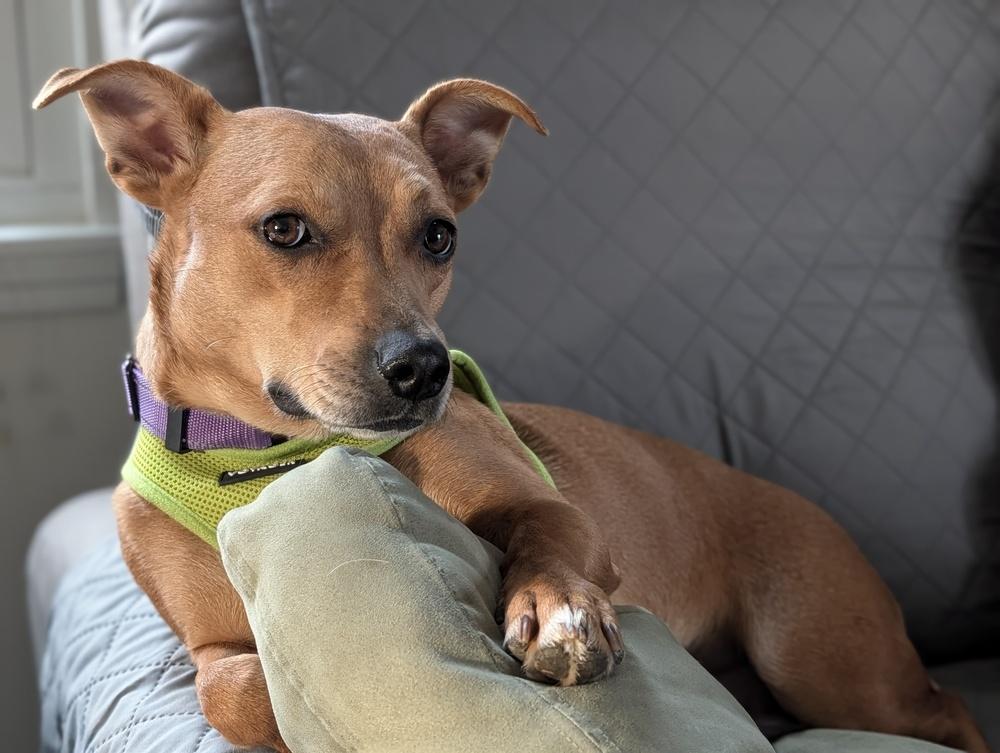 Enlarge Penny, a Adoptable mixed breed in Mundelein, IL image 6/6