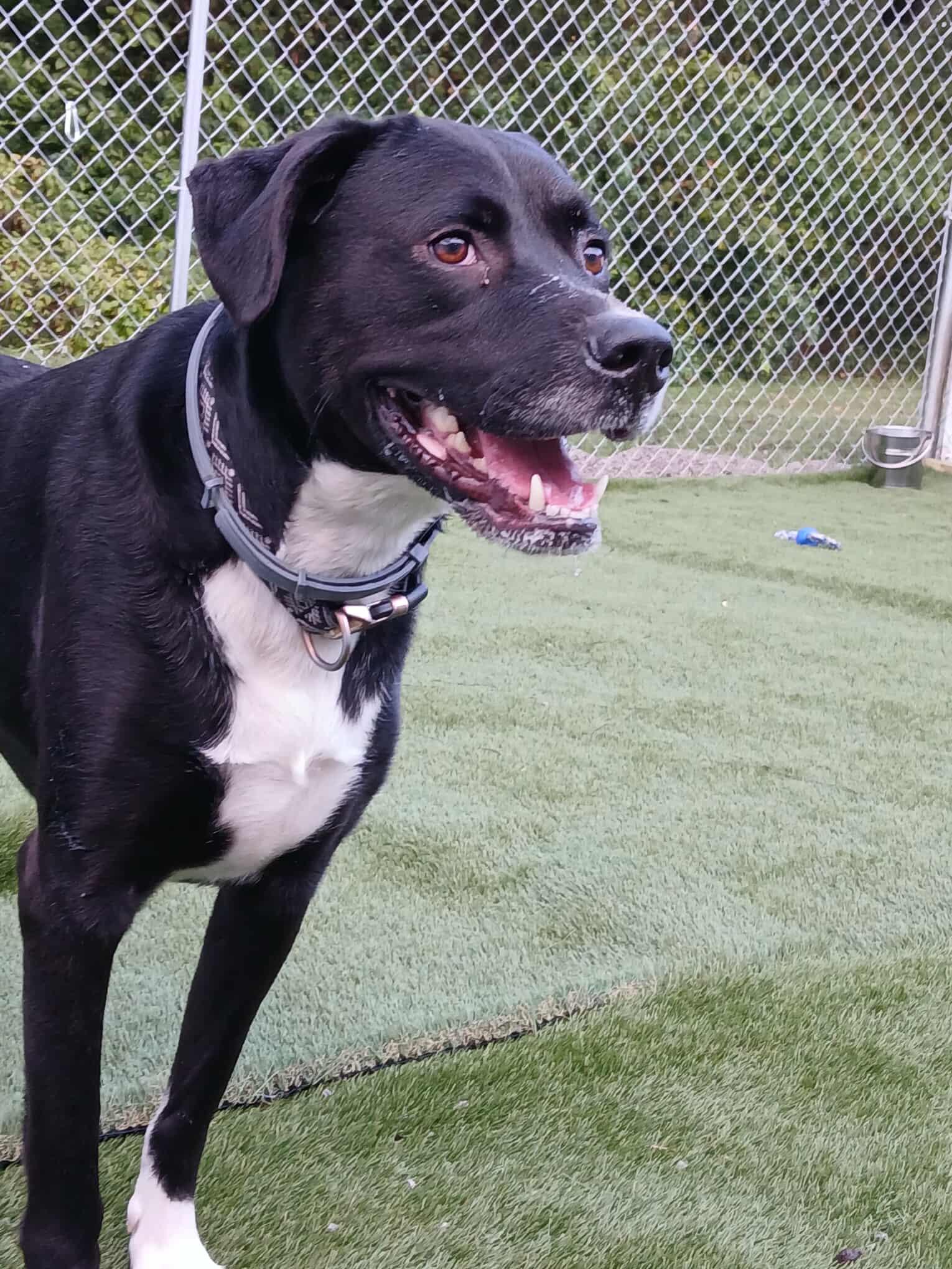 Bandit, Adoptable, Adult Male Black Labrador Retriever.