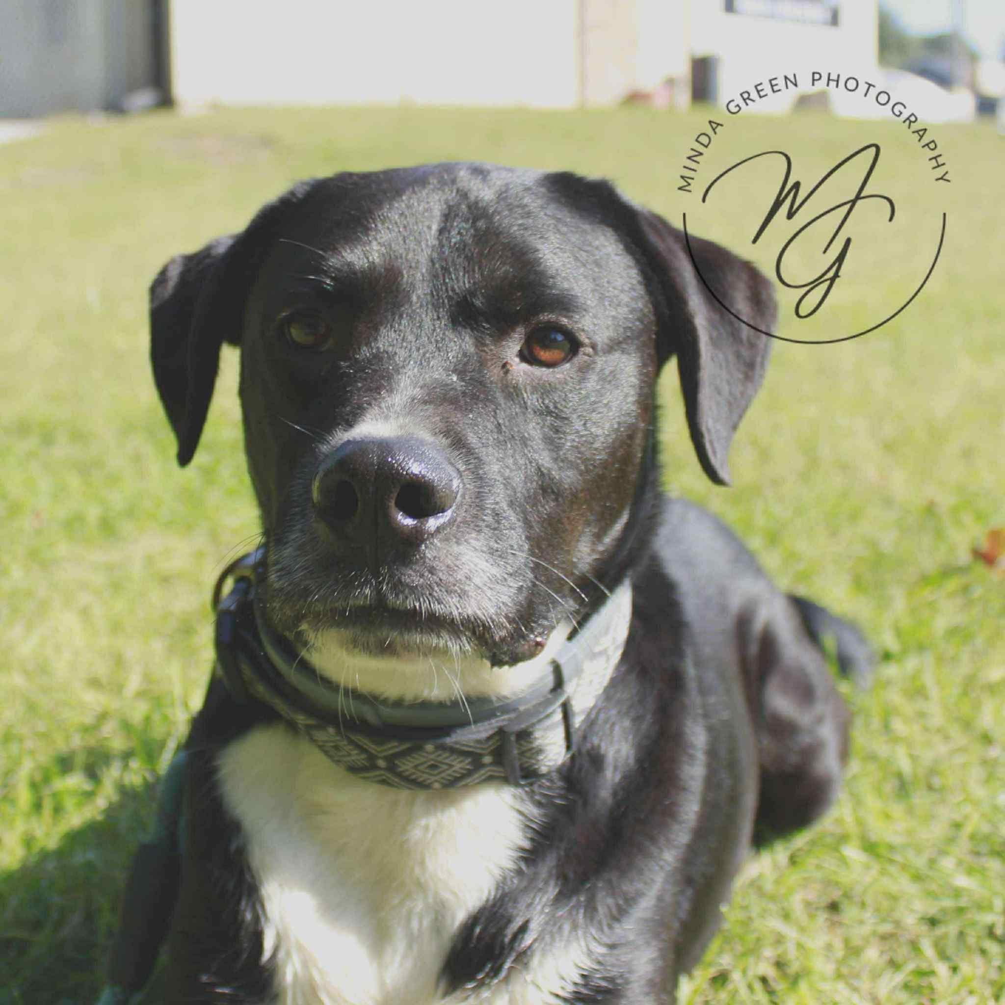 Bandit, a Adoptable mixed breed in Richmond, MO image 1/6