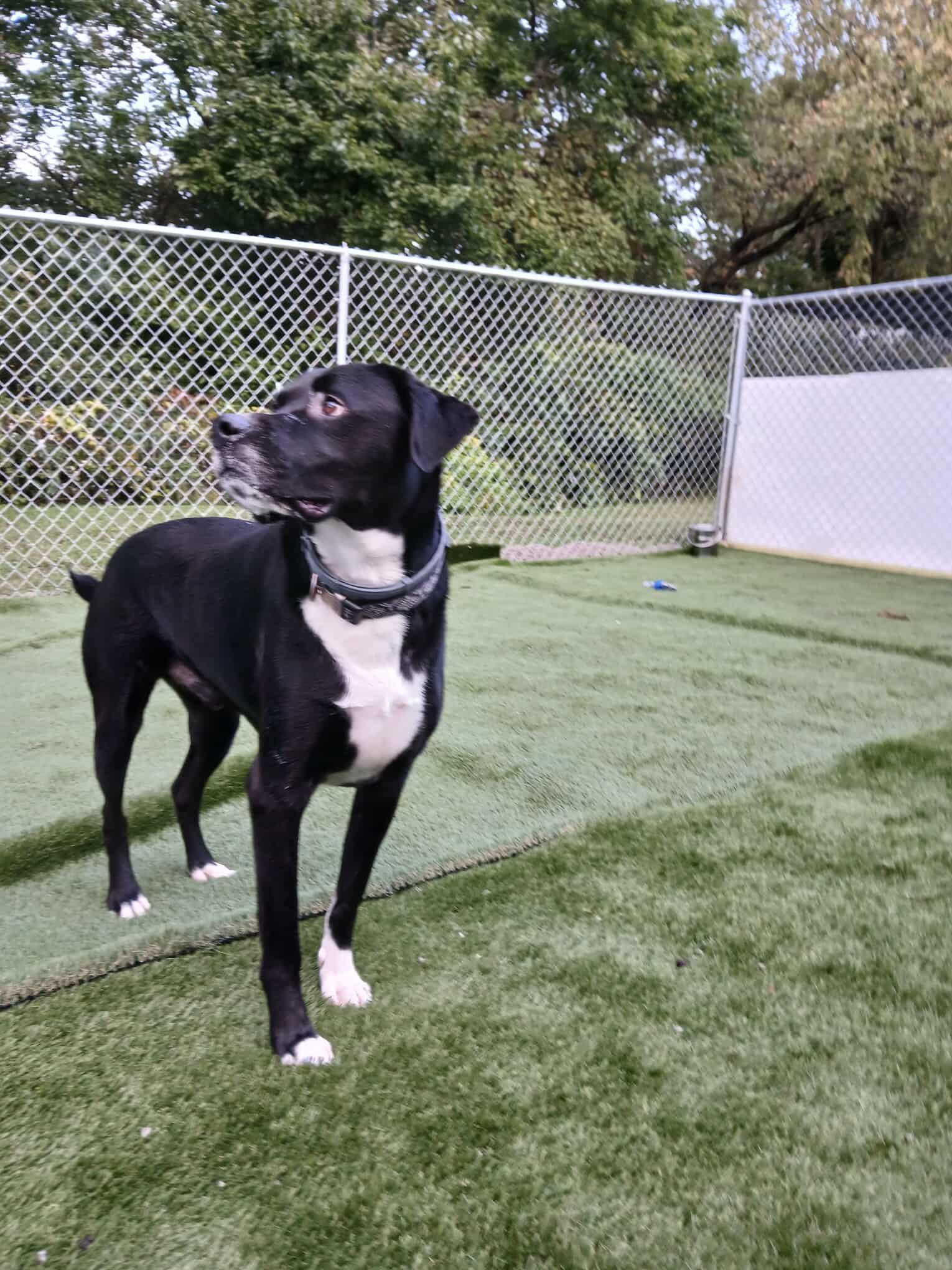 Bandit, a Adoptable mixed breed in Richmond, MO image 5/6