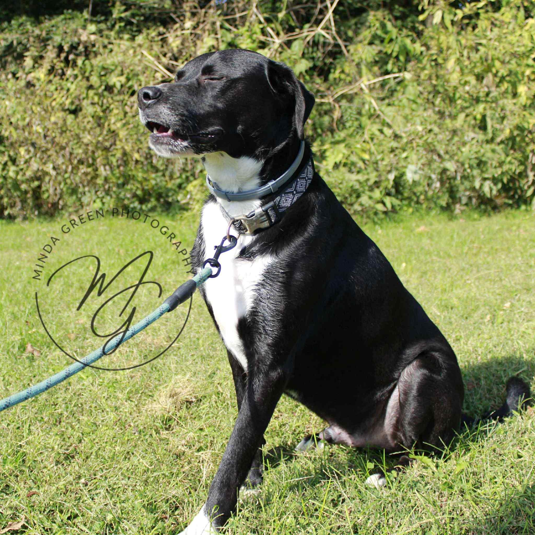 Bandit, a Adoptable mixed breed in Richmond, MO image 2/6