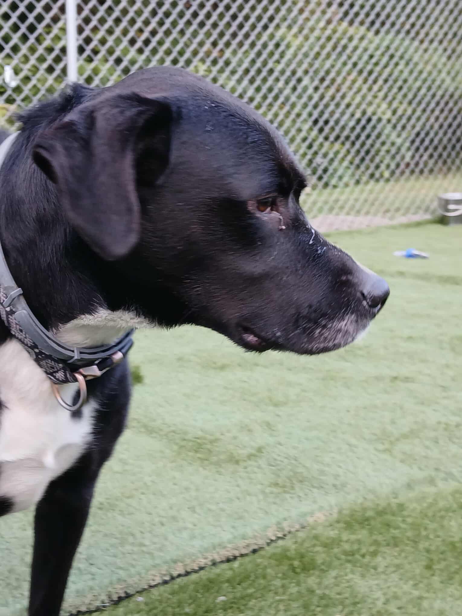 Bandit, a Adoptable mixed breed in Richmond, MO image 6/6