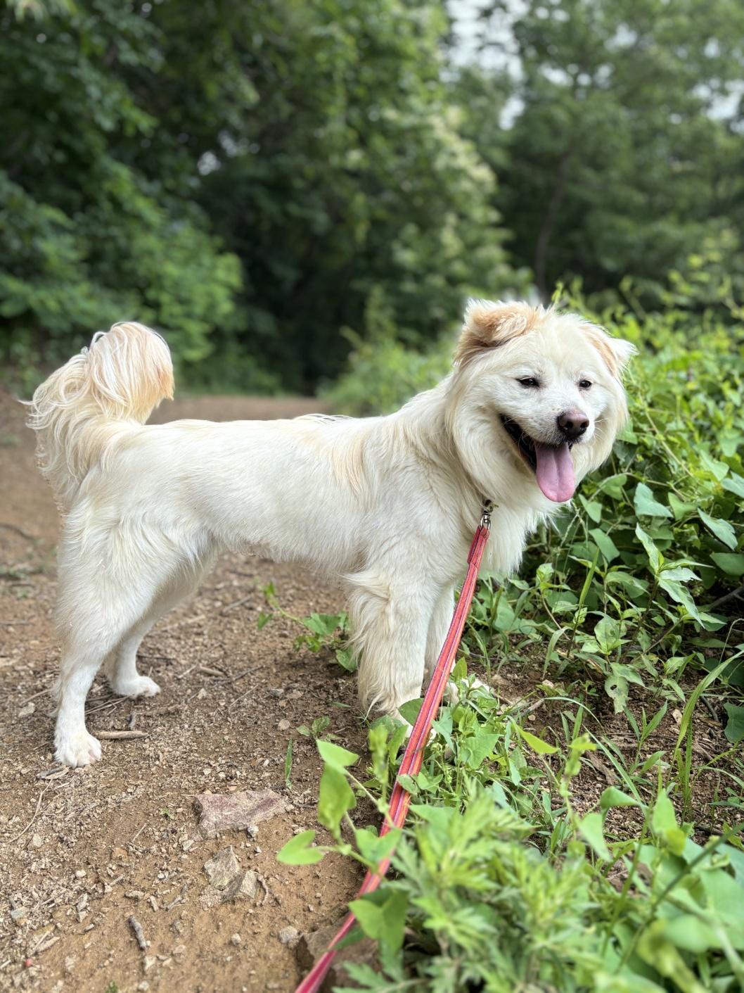 Meadow, an adoptable Samoyed in Duluth, GA, 30097 | Photo Image 2