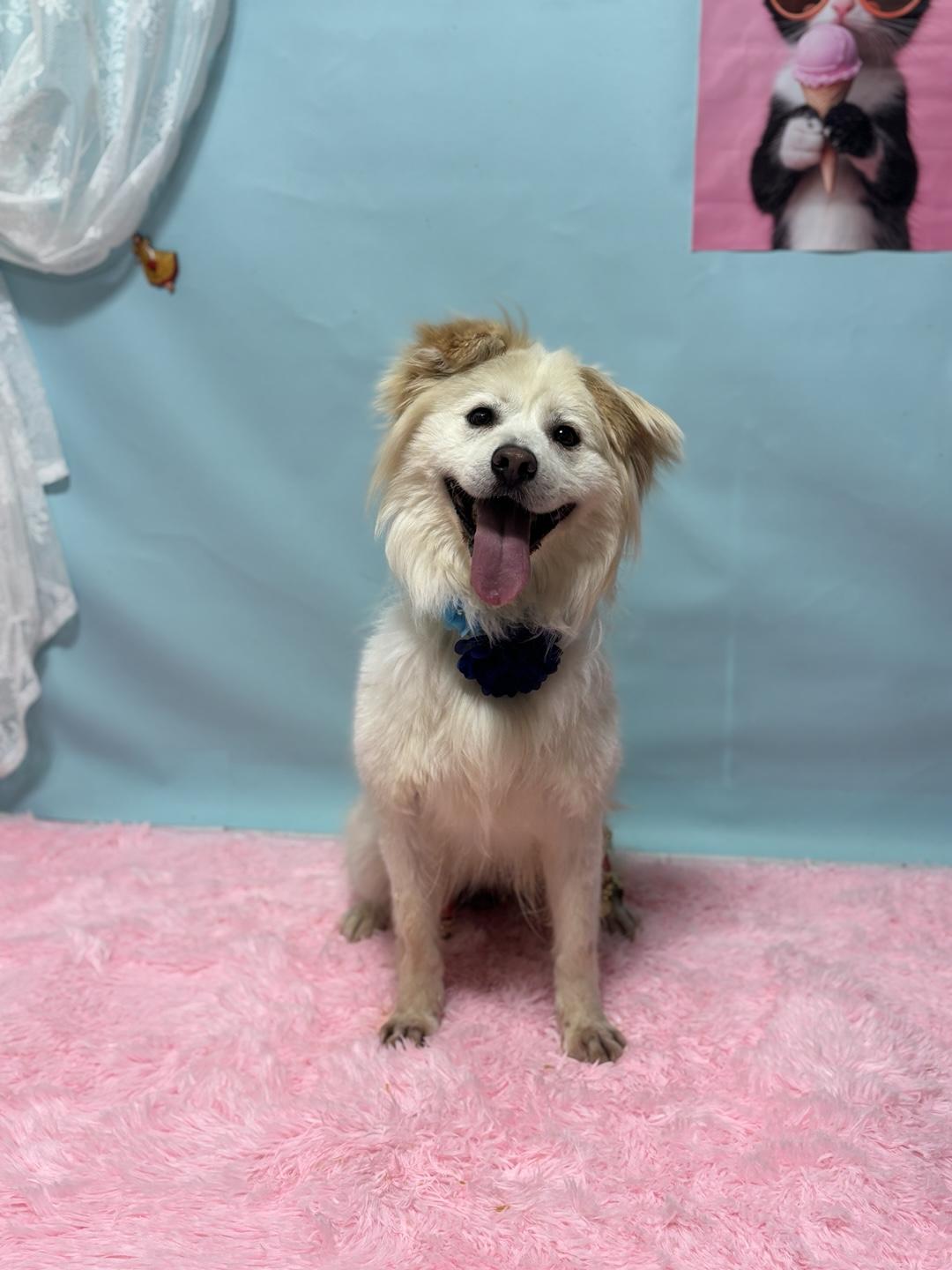 Meadow, an adoptable Samoyed in Duluth, GA, 30097 | Photo Image 1