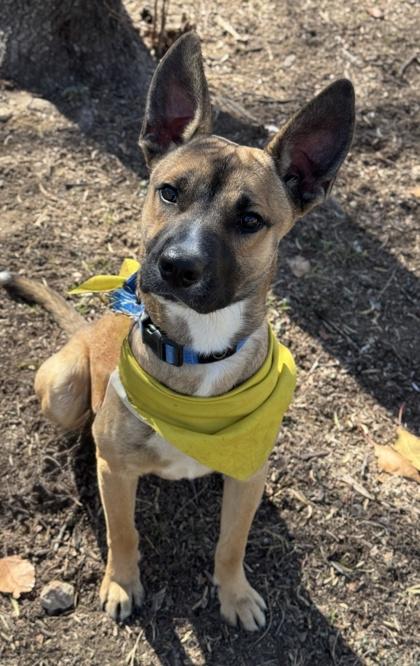 Tristan — thumbnail 2