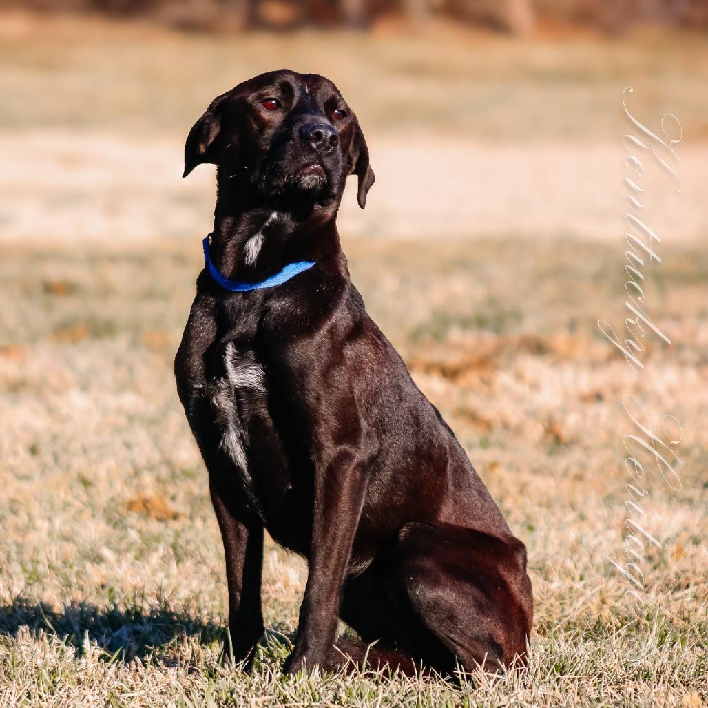 Izzy, Adoptable, Adult Female Labrador Retriever & Mixed Breed.
