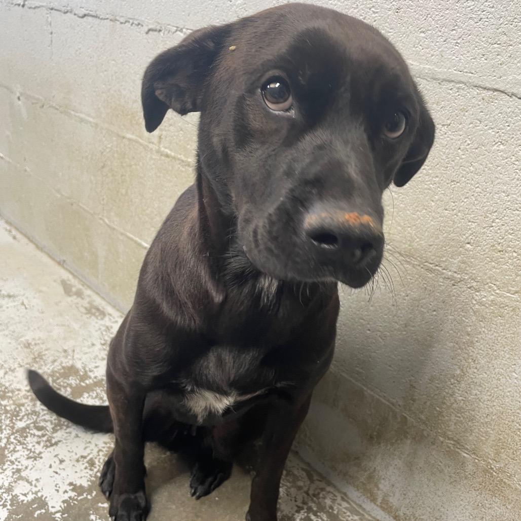 Enlarge Izzy, a Adoptable mixed breed in Columbus, OH image 2/6