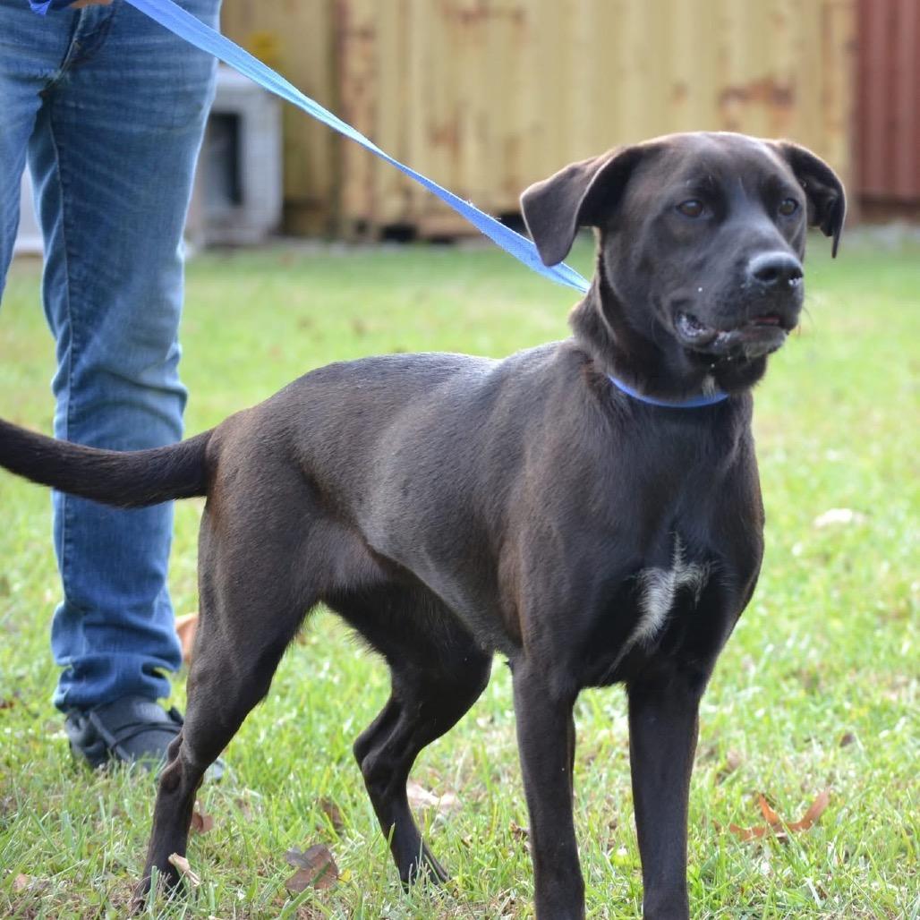 Enlarge Izzy, a Adoptable mixed breed in Columbus, OH image 3/6