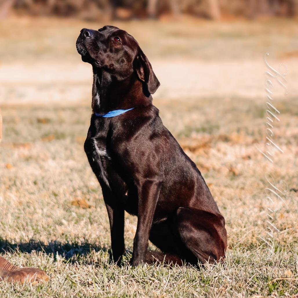 Enlarge Izzy, a Adoptable mixed breed in Columbus, OH image 4/6